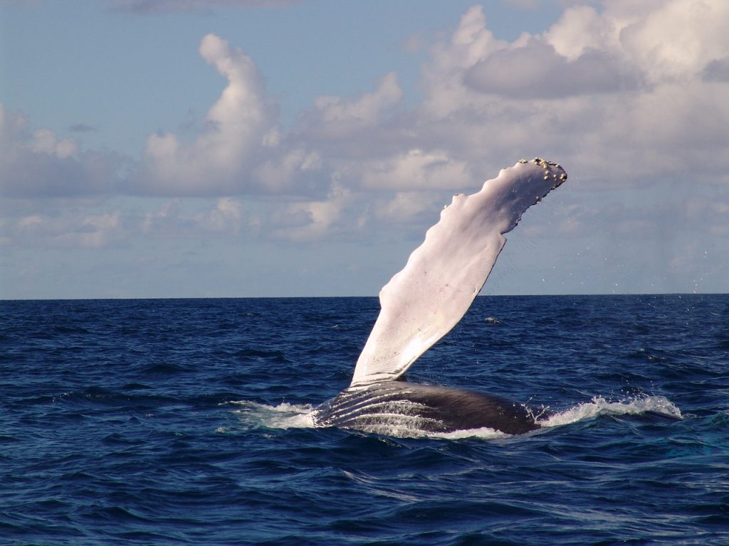 Oceans adventures, Wale