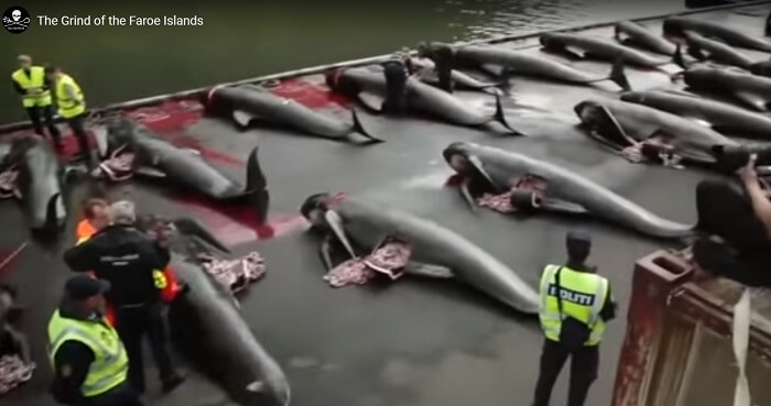 Iceland, killing whales